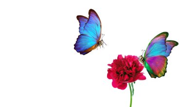 Kırmızı şakayık çiçeğindeki parlak mavi morpho kelebekleri beyaz bir çiçekte izole edilmiş. Çiçeklerdeki kelebekler. Boşluğu kopyala