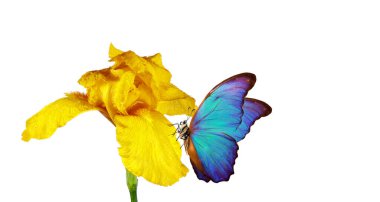 Sarı bir iris çiçeğinin üzerindeki parlak mavi morpho kelebeği beyaz üzerine izole edilmiş su damlaları.. 