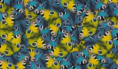 Tasarım için doğal bir model. Tavus kuşu kelebeklerinin soyut mavi ve sarı desenleri. Renkli kelebek süsü