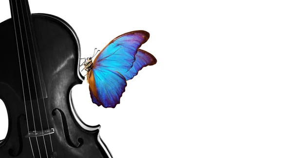メロディーのコンセプト 色鮮やかな青のモーフォ蝶のバイオリン 白に隔離された白と黒のバイオリン蝶 音楽の概念 コピースペース — ストック写真