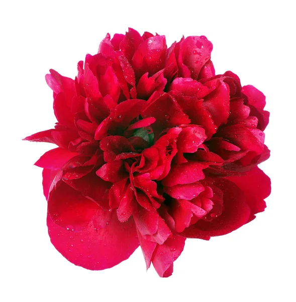 Fiore Peonia Rossa Isolato Bianco Vicino — Foto Stock