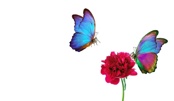 Mariposas Morfo Azul Brillante Una Flor Peonía Roja Aislada Blanco —  Fotos de Stock