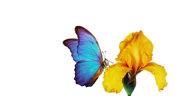 Яскраво Синій Морфо Метелик Жовтій Квітці Райдужки Краплі Води Ізольовані — стокове фото