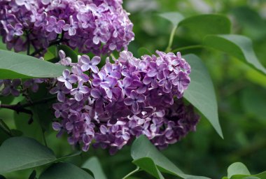 Bahçede çiçek açan leylak. Kapat.