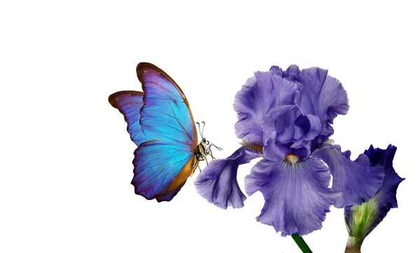 Bright Blue Morpho Butterfly Blue Iris Flower Isolated White Copy — Stock Photo, Image
