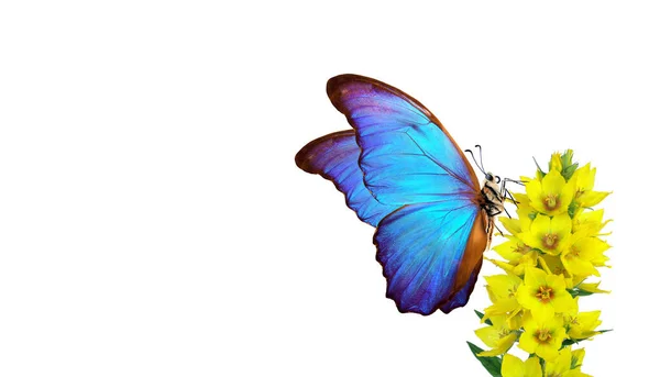 Bright Blue Morpho Butterfly Yellow Flowers Isolated White Butterfly Flowers — Stock Photo, Image