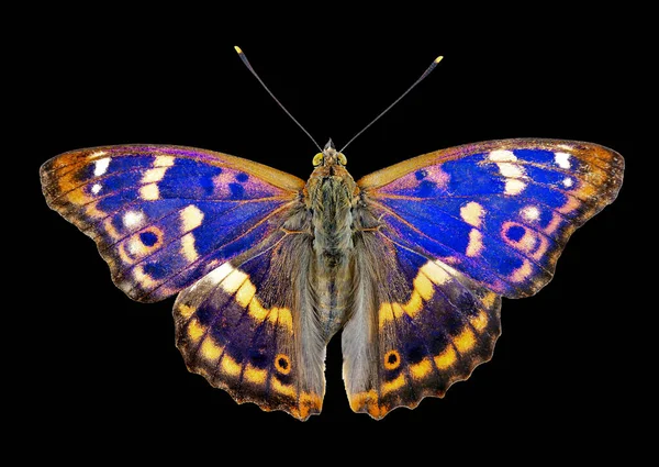 黒に青い蝶のパターン 鮮やかなカラフルな蝶のテクスチャの背景 蝶の飾り 紫の皇帝蝶 アパトラ虹彩 — ストック写真