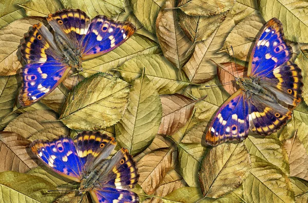 Золотий Синій Природний Фон Яскраві Барвисті Блакитні Метелики Золотому Листі — стокове фото