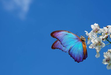 Mavi gökyüzüne karşı beyaz çiçeklerin üzerindeki parlak mavi tropikal morpho kelebeği. Beyaz katalpa çiçekleri ve kelebek. Çiçekli kelebek. Boşluğu kopyala