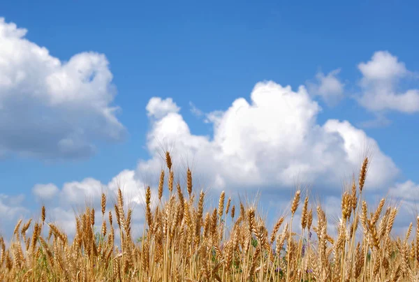 Öron Vete Mot Blå Himmel Med Moln Selektivt Fokus Jordbrukets — Stockfoto