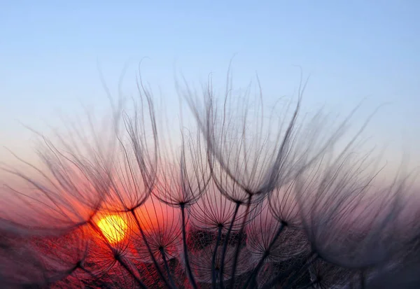 Захід Сонця Насіння Кульбаби Крупним Планом Фоні Заходу Сонця Вибірковий — стокове фото