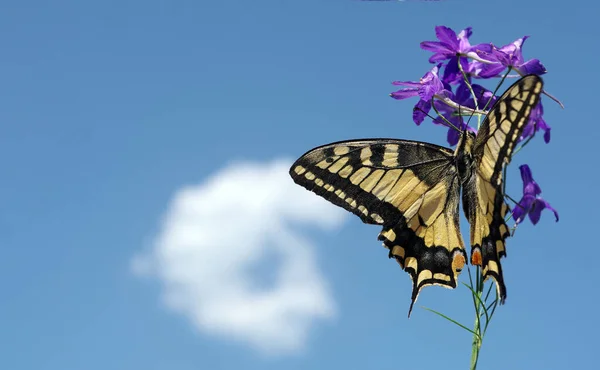 Beautiful Swallowtail Butterfly Purple Flower Blue Sky Copy Space — Stock Photo, Image