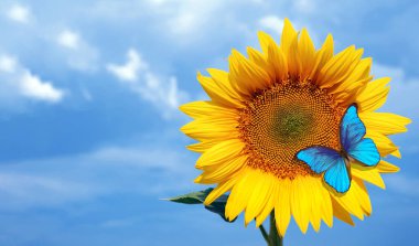 Mavi gökyüzüne karşı bir ayçiçeğinin üzerinde oturan parlak mavi morpho kelebeği. Çiçek üzerindeki kelebek. Boşluğu kopyala