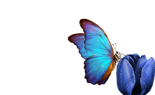 蝴蝶在花朵上 五彩斑斓的蓝色蝴蝶 缀在蓝色郁金香上 点缀在水滴中 复制空间 — 图库照片