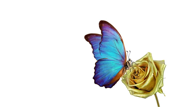 Schmetterling Morpho Sitzt Auf Einer Goldenen Rose Isoliert Auf Weiß — Stockfoto