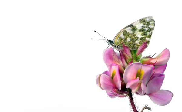 분홍색 아카시아 아름다운 나비는 흰색에 고립되어 있습니다 — 스톡 사진