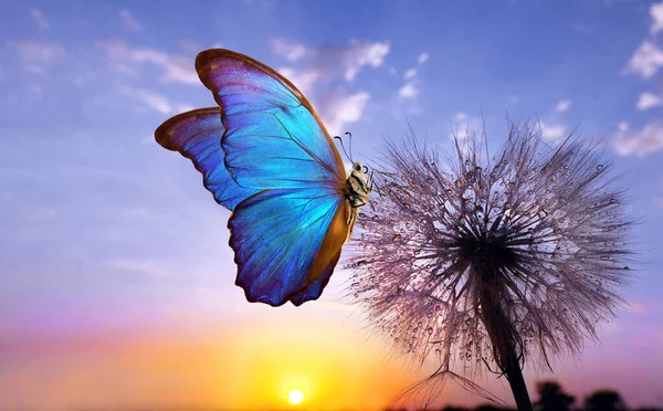 Природний Пастельний Фон Морфо Метелик Кульбаба Насіння Квітки Кульбаби Краплі — стокове фото