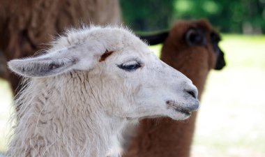 Koyunlar çayırda otluyor. Tarlada yeşil ot yiyen koyunlar