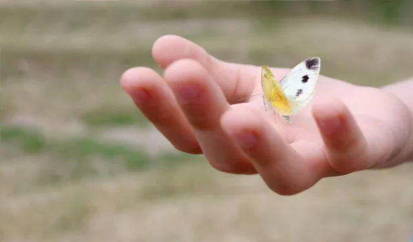 蝴蝶在孩子的手里 蝴蝶在孩子的手掌上 软焦点 — 图库照片