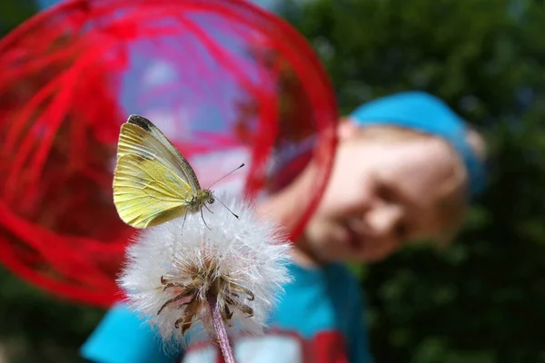 child and butterfly. boy catches a butterfly with a butterfly net. summer fun. summer concept, selective focus