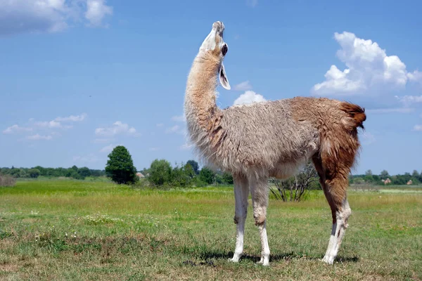 Lama Pastar Prado Lama Graciosa Campo Llama Fazenda — Fotografia de Stock