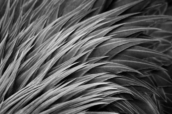 Piumaggio Una Gru Primo Piano Penne Uccelli Texture Sfondo Bianco — Foto Stock