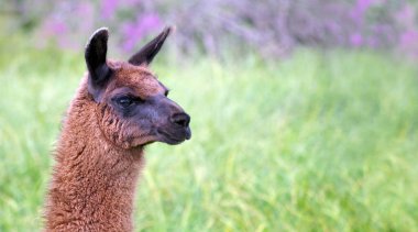 Lama 'lar çayırda otluyor. Sahadaki zarif Lamalar. Çiftlikteki Lamalar