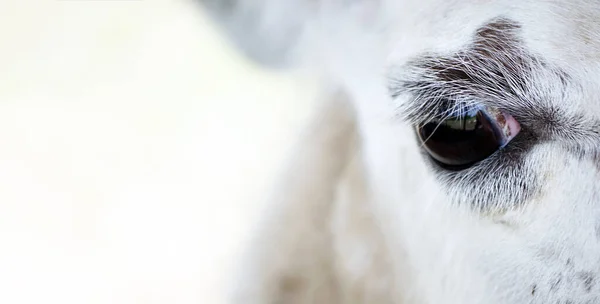 animal eye close-up. llama\'s eye. sad look animal close-up. copy space