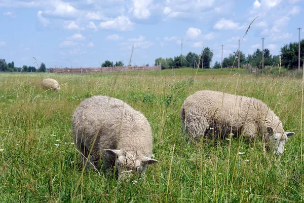 Pecore Pascolano Nel Prato Pecore Che Mangiano Erba Verde Nel — Foto Stock