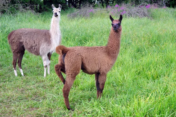 Lamas Pastam Prado Llamas Graciosas Campo Lhamas Fazenda — Fotografia de Stock