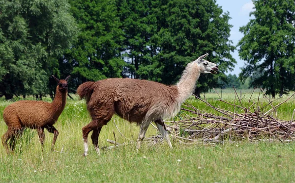 Lamas Pastam Prado Llamas Graciosas Campo Lhamas Fazenda — Fotografia de Stock