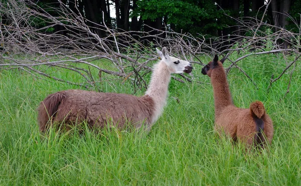 Lama Pastar Prado Lama Graciosa Campo Llama Fazenda — Fotografia de Stock