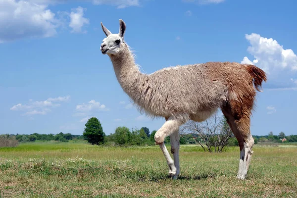 Lama Pastar Prado Lama Graciosa Campo Llama Fazenda — Fotografia de Stock