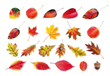 Beyaz renkte parlak sonbahar yapraklarının toplanması. Meşe, akçaağaç, üzüm, kiraz ve elma yaprakları.