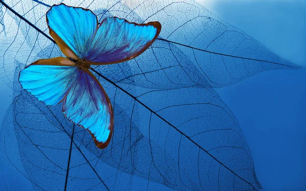 Natural Blue Background Bright Blue Tropical Morpho Butterfly Skeletonized Leaves — Stock Photo, Image