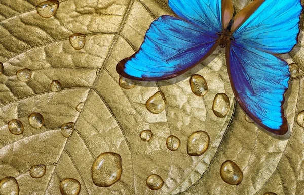 生態学的概念 純粋な自然概念 水滴の中に金色の葉の上に明るい色の青い蝶 熱帯性 — ストック写真