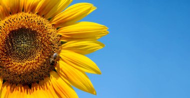 Ayçiçeği ve arı yakın plan gibi. Boşluğu kopyala