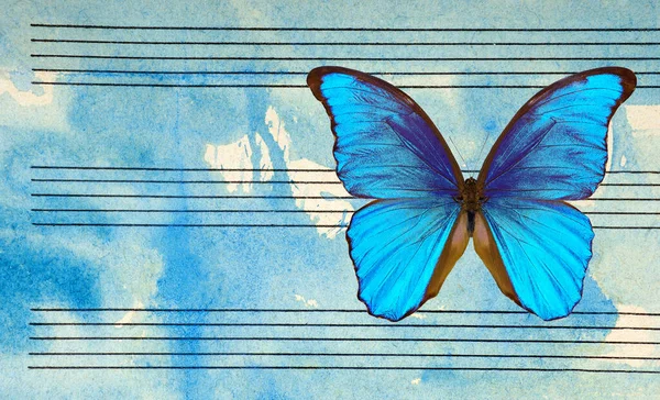 Morphoblauer Schmetterling Und Noten Schmetterlingsmelodie Foto Von Alten Notenblättern Blauer — Stockfoto
