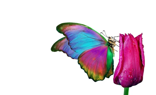 Прекрасний Барвистий Морфо Метелик Квітах Білому Тлі Квіти Тюльпанів Краплі — стокове фото