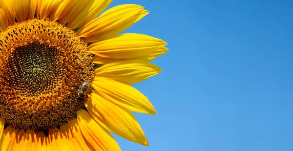 Квітка Соняшнику Бджола Впритул Копіювання Простору — стокове фото