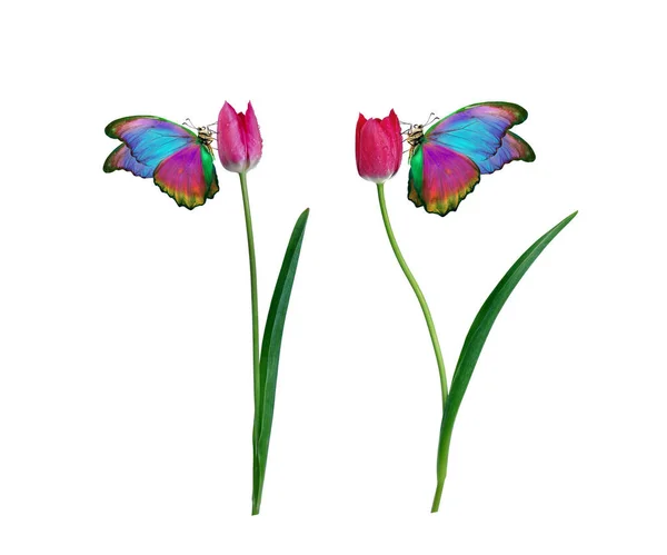 Bella Farfalla Morpho Colorata Fiore Uno Sfondo Bianco Fiori Tulipano — Foto Stock