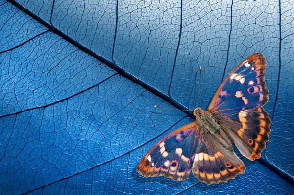 Natuurlijke Blauwe Achtergrond Helderblauwe Tropische Vlinder Skeletoniseerde Bladeren Paarse Keizervlinder — Stockfoto