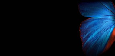      Kelebek Morpho 'nun kanatları. Morpho kelebeği. Boşlukları kopyala.                           