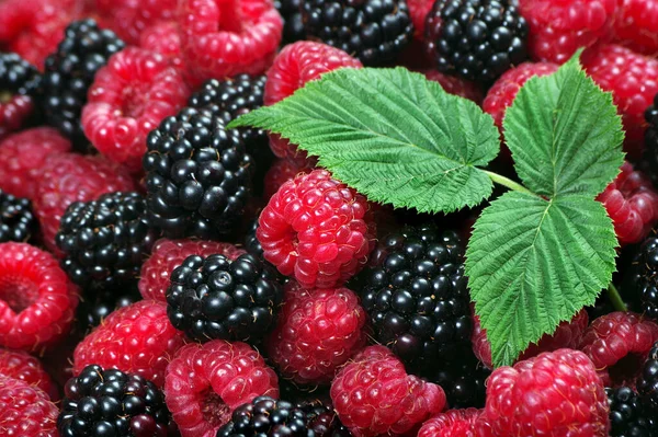 Rijpe Frambozen Bramen Textuur Achtergrond Gezonde Zomerbessen Bovenaanzicht Natuurlijke Vitaminen — Stockfoto