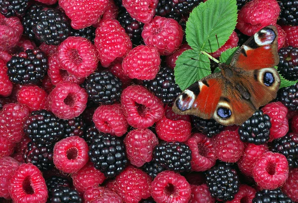 Verse Rijpe Frambozen Bramen Een Houten Tafel Zomer Gezonde Bessen — Stockfoto