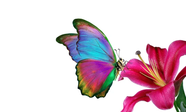 Mor Zambak Çiçeğinin Üzerindeki Parlak Renkli Tropikal Morpho Kelebeği Beyaza — Stok fotoğraf