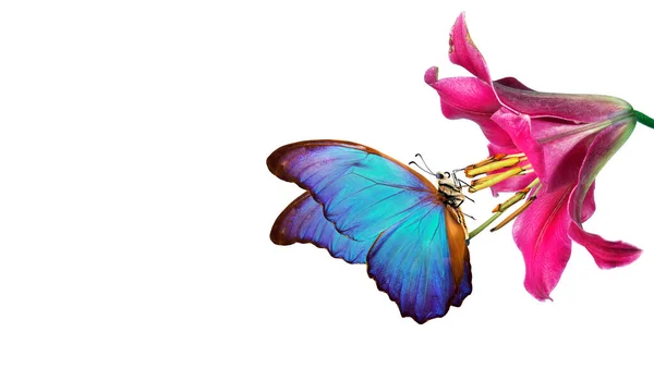 Яскравий Барвистий Тропічний Морфо Метелик Фіолетовій Квітці Лілії Ізольований Білому — стокове фото