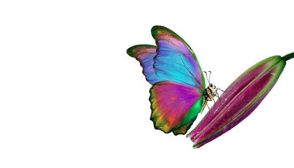 Яскравий Барвистий Тропічний Морфо Метелик Фіолетовій Квітці Лілії Ізольований Білому — стокове фото