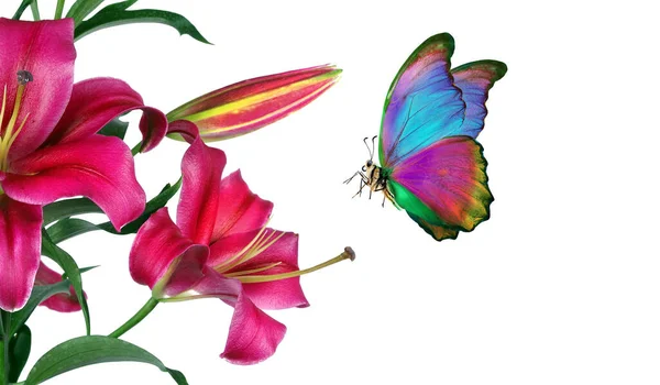 Mariposa Morfo Tropical Colores Brillantes Flores Lirio Púrpura Aisladas Blanco —  Fotos de Stock