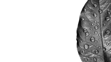 Düşen sonbahar yaprağı, beyaz üzerine izole edilmiş siyah ve beyaz su damlalarında. Boşluğu kopyala